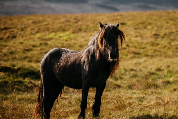 Eden Valley 31